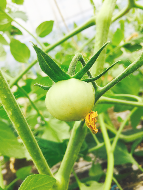 カルシウムを投入して丈夫なトマトに育てます