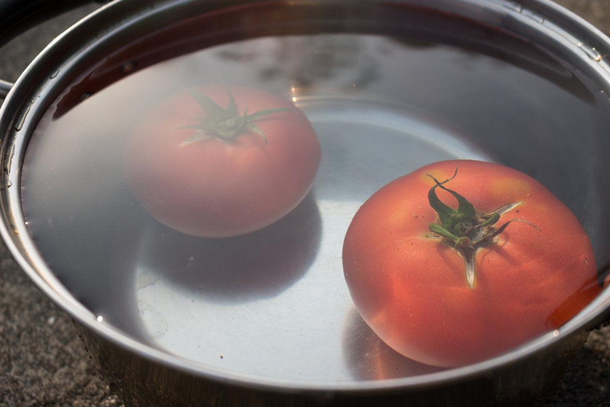 実のぎっしり詰まったトマトは水に沈みます