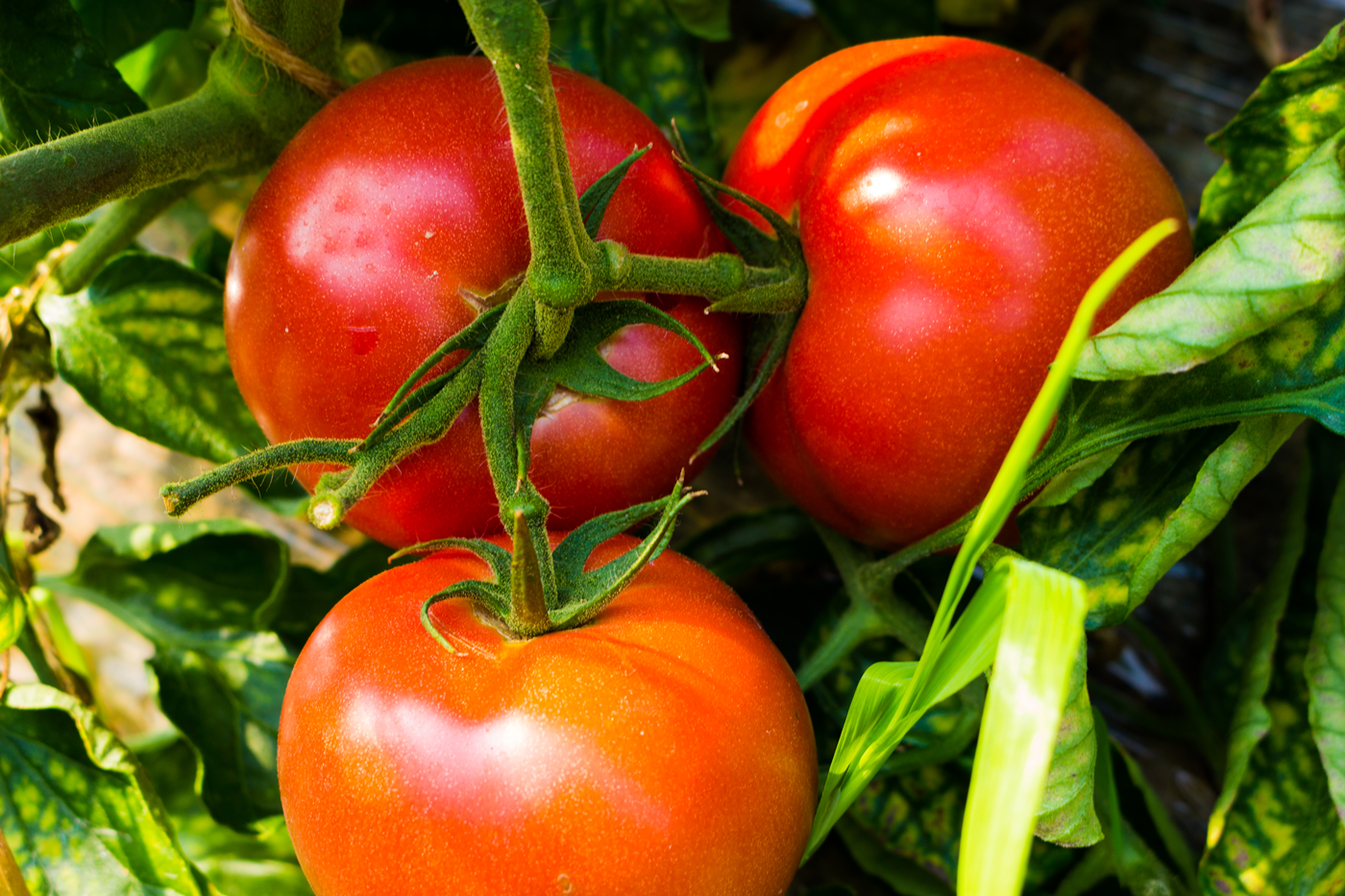 大玉の桃太郎トマトで、品種は「はるか」です。