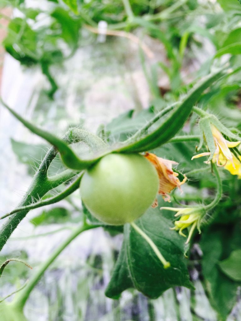 4月12日：桃太郎トマトの実がふくらんできました