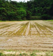 コシヒカリ田植え後