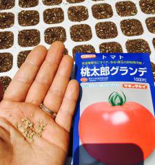 いわみとまと播種たね