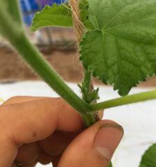 キュウリ風香定植半月アップ1