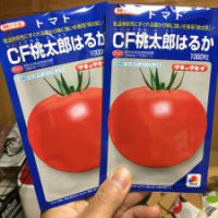 桃太郎はるかトマト種