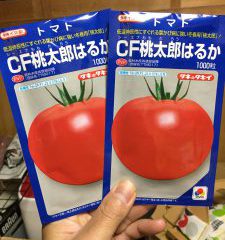 桃太郎はるかトマト種