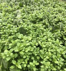 ほうれん草栽培中無農薬雑草