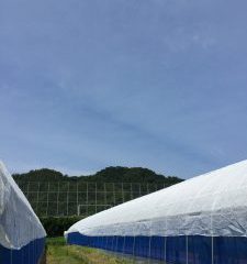 ファームスプリングボードハウス夏