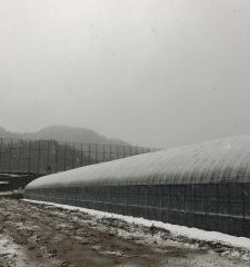 ファームスプリングボードハウス雪1
