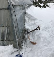 大雪ハウス除雪1